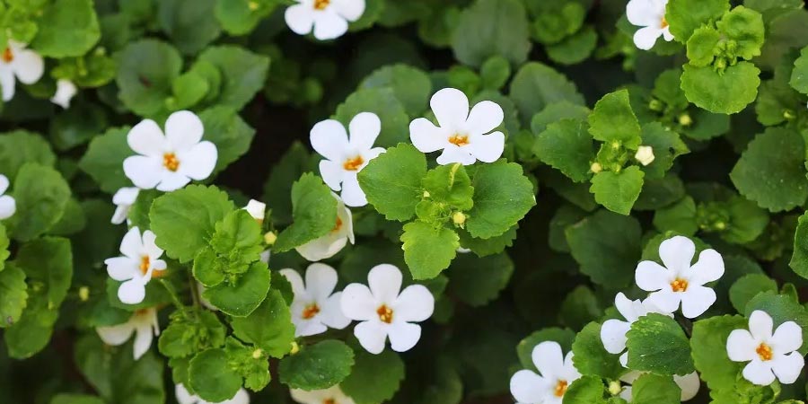 Bacopa Monnieri
