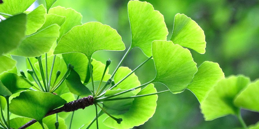 Ginkgo Biloba