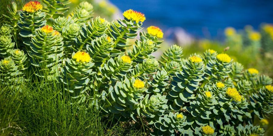 Rhodiola Rosea